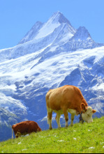 Imagen de Suiza, el corazón de los Alpes - 4