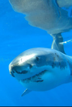 Ataques de tiburones:...: Hombre contra tiburón