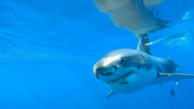 Ataques de tiburones:...: Hombre contra tiburón