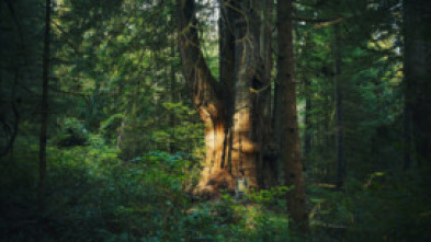 El mundo invisible de los bosques 