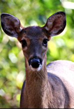 Imagen de Wild Hawaii: Secretos de las profundidades - 4