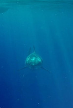 ¿El tiburón blanco más grande del mundo? 