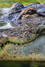 Imagen de Florida salvaje: Florida salvaje: especial reptiles - 4