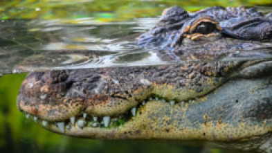 Imagen de Florida salvaje: Florida salvaje: especial reptiles - 5