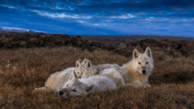 El reino del lobo blanco: La búsqueda