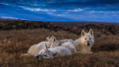 El reino del lobo blanco: La última caza