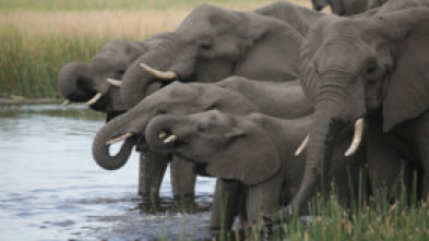 Casi humanos: la vida de los elefantes