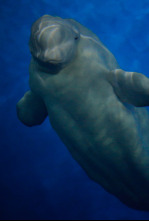 El gran rescate de belugas: Ep.1