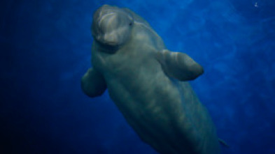 El gran rescate de belugas: Ep.2