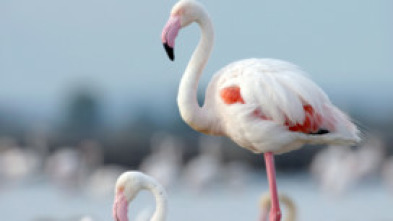 Imagen de Mediterráneo salvaje: El corazón - 6