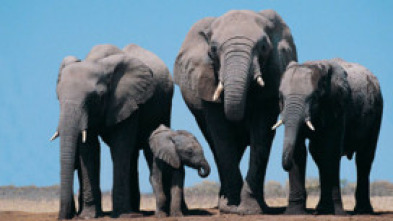 Imagen de Cuentos de Zambia - 5