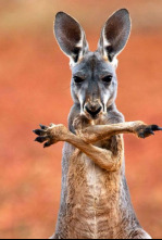 Wild Australia: El rey canguro