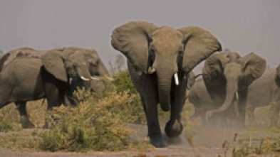 Imagen de El alma del elefante - 5