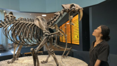 Imagen de Bestias del pasado: Tigre dientes de sable - 5