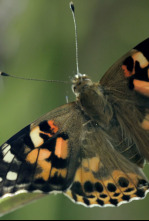 Imagen de Paraísos salvajes: Sur de Asia - 4