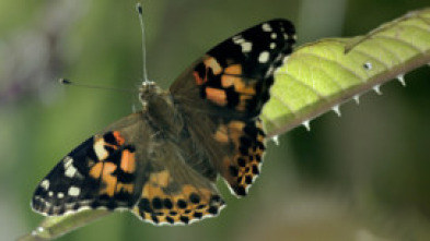 Imagen de Paraísos salvajes - 5