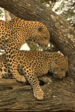 Imagen de Diario de un leopardo adolescente - 7