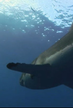 Imagen de Ataque de tiburón 360: Sangre en el agua - 5