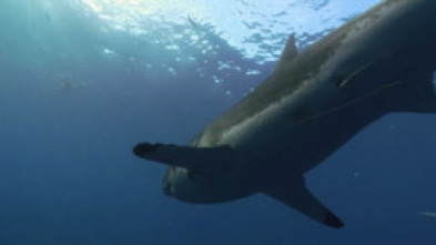 Imagen de Ataque de tiburón 360: Sangre en el agua - 6