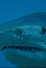 Imagen de Tiburones colosales - 4