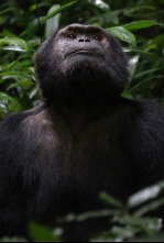 Imagen de Primates - 4