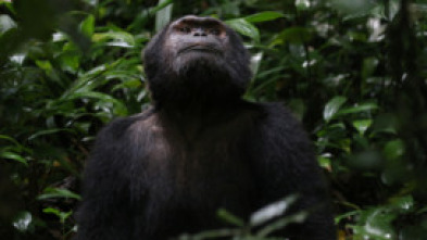 Imagen de Primates - 5