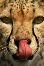 Imagen de Instintos letales: Nacido para correr - 4