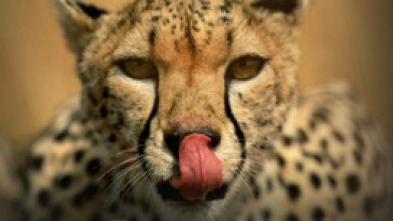 Imagen de Instintos letales: Nacido para correr - 5