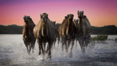 Imagen de Wild Arabia: Arabia Saudí - 6