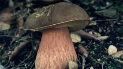 Imagen de Caçadors de bolets - 5
