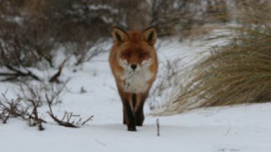 Imagen de Zorros pequeños con una gran personalidad - 14