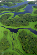Imagen de Amazonía: Paraíso depredador - 4