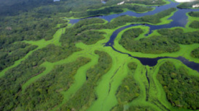 Imagen de Amazonía: Paraíso depredador - 5