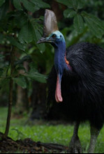 Un pájaro prehistórico