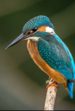 Imagen de Bestioles et cie - 4