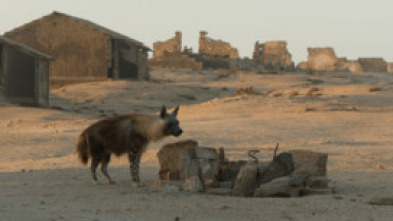 Imagen de Las hienas pardas de Makgadikgadi - 14