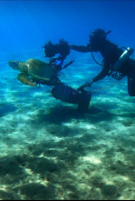 Imagen de Mediterráneo: un mar en peligro  - 12