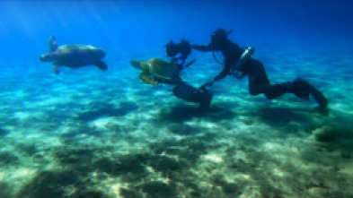 Imagen de Mediterráneo: un mar en peligro  - 14