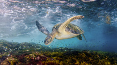 Imagen de El Mediterráneo, la vida bajo el asedio  - 14