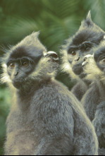 Imagen de Wild Vietnam: El misterioso norte: la tierra de los bosques montañosos - 5