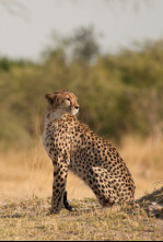 Safari letal: Dientes vs. garras