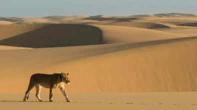 Imagen de Los leones de la Costa de los Esqueletos - 5