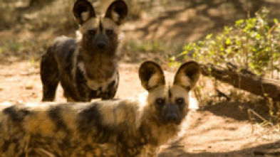 Imagen de La manada: Leones - 7