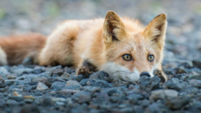 Imagen de Los segundones - 14