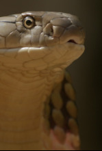 Imagen de Serpientes de leyenda: Cobras - 5