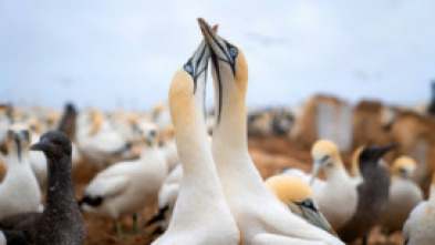 Imagen de El gran festín del océano - 14