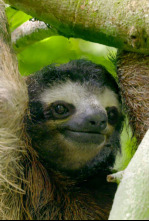 Imagen de Hotspots: Borneo - 4