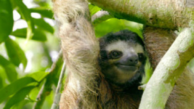 Imagen de Hotspots: Borneo - 5
