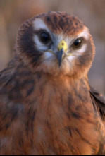 Imagen de Aguilucha, el espíritu indomable de una especie amenazada - 4