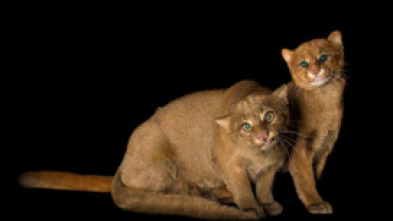 Imagen de Felinos insólitos - 5